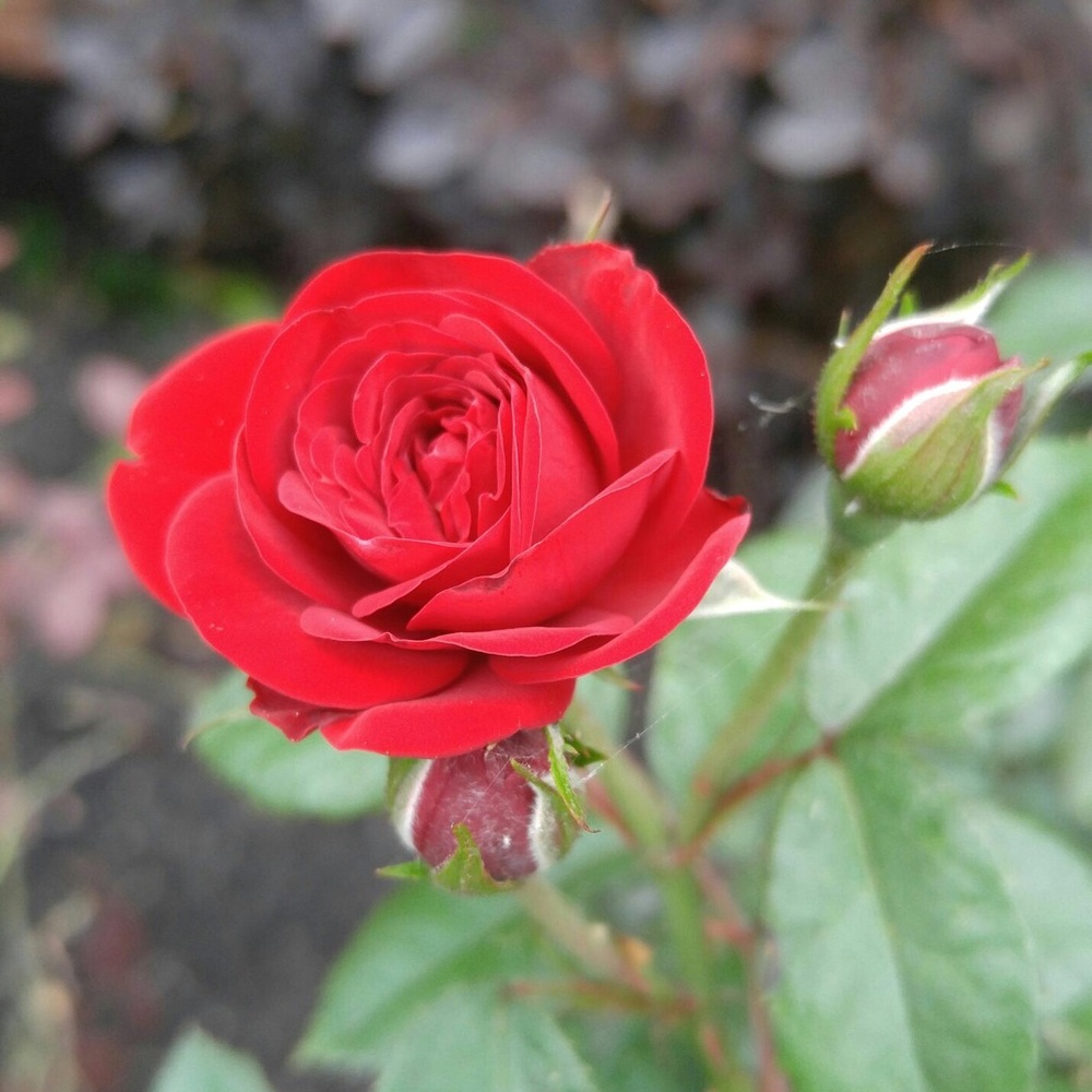 Meet your Posher, Anjana